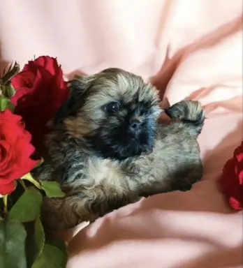 Shih tzu FCI piesek i suczka 1