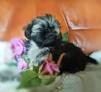 Shih tzu FCI piesek i suczka 4