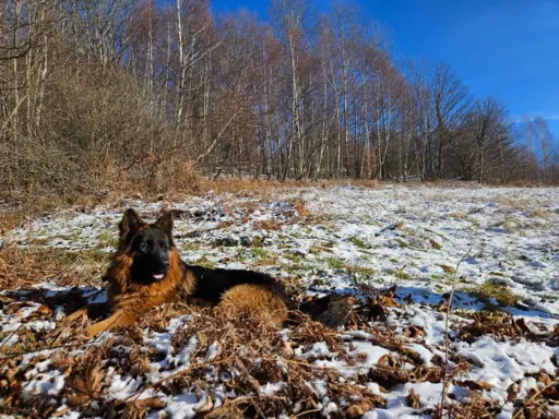 Owczarek Niemiecki Długowłosy 4