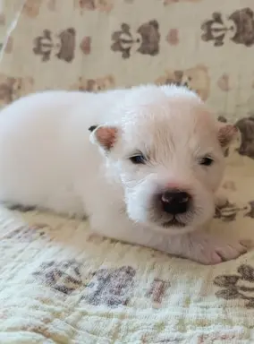 Szczeniaki samoyed ZKwP FCI 1