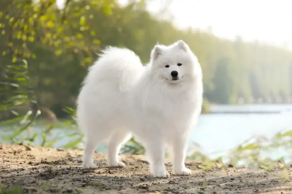 Szczeniaki samoyed ZKwP FCI 5