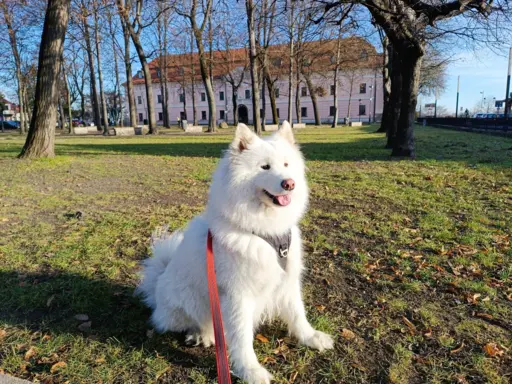 Szczeniaki samoyed ZKwP FCI 6