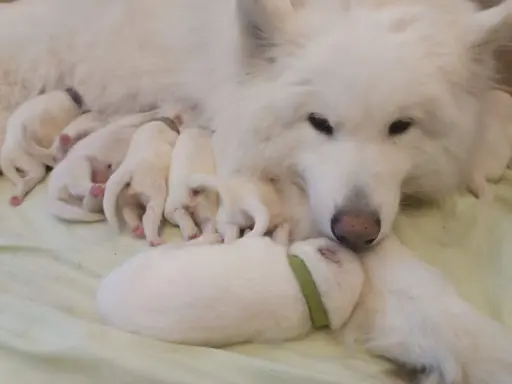 Szczeniaki samoyed ZKwP FCI 4