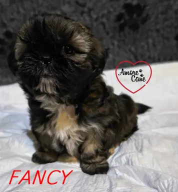 PRZEPIĘKNA SUNIA SHIH-TZU-FANCY 3