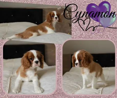 Cavalier King Charles Spaniel ZKwP/FCI - GOTOWY DO ODBIORU 1