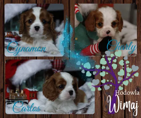 Cavalier King Charles Spaniel ZKwP/FCI - GOTOWY DO ODBIORU 2