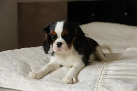 Cavalier King Charles Spaniel ZKwP/FCI - GOTOWY DO ODBIORU 4