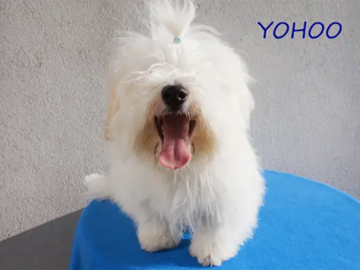 Samiec Piesek Coton De Tulear Szczenię Kraków YOHOO 2