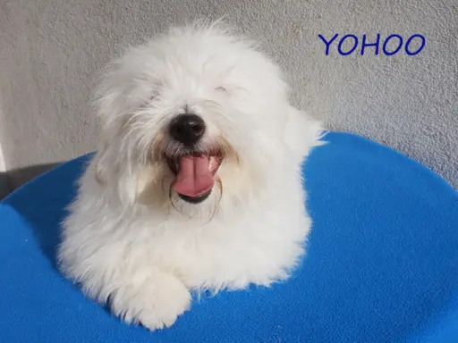Samiec Piesek Coton De Tulear Szczenię Kraków YOHOO 4
