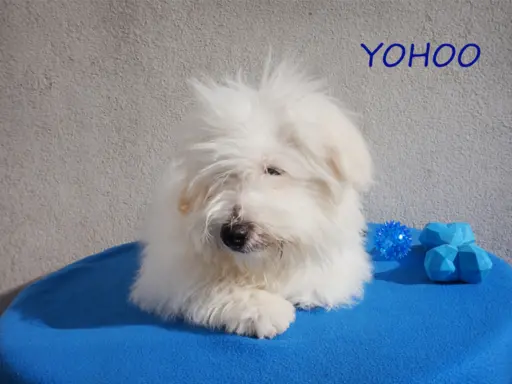 Samiec Piesek Coton De Tulear Szczenię Kraków YOHOO 5