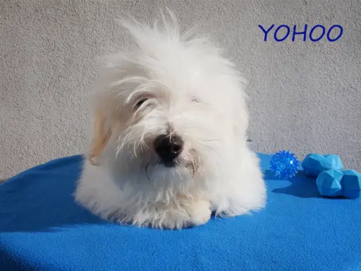 Samiec Piesek Coton De Tulear Szczenię Kraków YOHOO 6