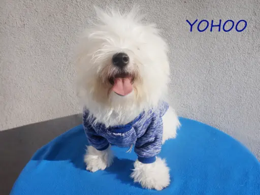 Samiec Piesek Coton De Tulear Szczenię Kraków YOHOO 7