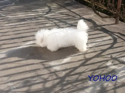 Samiec Piesek Coton De Tulear Szczenię Kraków YOHOO 8