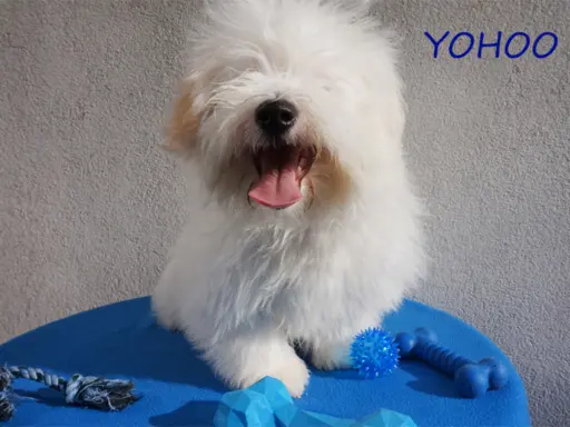 Samiec Piesek Coton De Tulear Szczenię Kraków YOHOO 9
