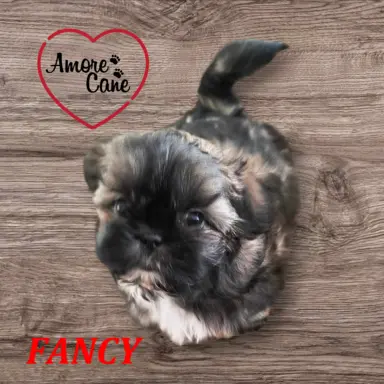 PRZEPIĘKNA SUNIA SHIH-TZU-FANCY 4