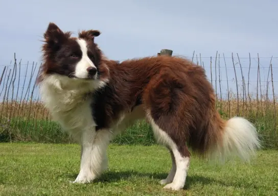 Piękny rasowy pies Border Collie z Hodowli, pełna dok. 5