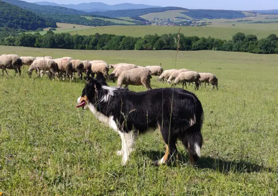 Piękny rasowy pies Border Collie z Hodowli, pełna dok. 7