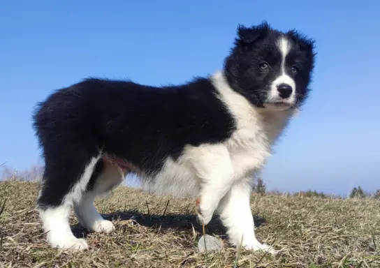 Piękny rasowy pies Border Collie z Hodowli, pełna dok. 2