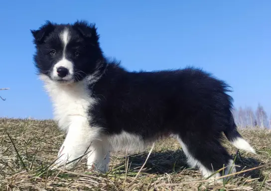 Piękny rasowy pies Border Collie z Hodowli, pełna dok. 3