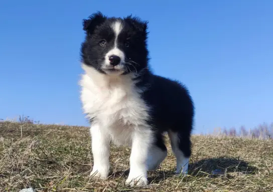 Piękny rasowy pies Border Collie z Hodowli, pełna dok. 1