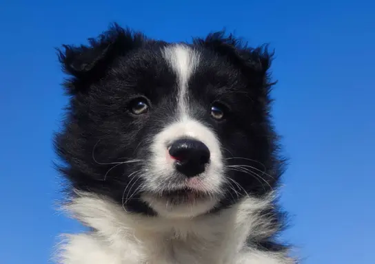 Piękny rasowy pies Border Collie z Hodowli, pełna dok. 4