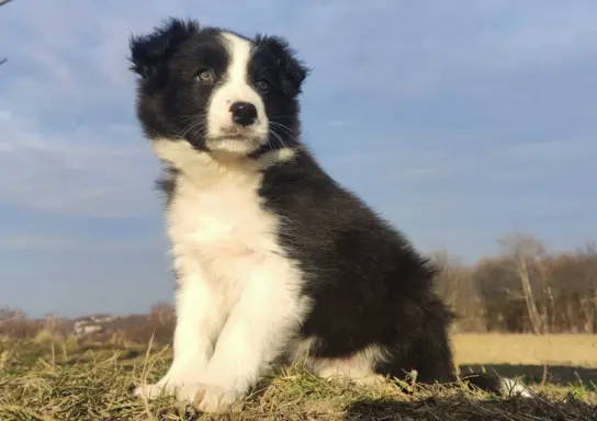 Piękna Suczka Border Collie - Szczeniak z hodowli z pełną do 3