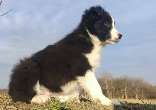 Piękna Suczka Border Collie - Szczeniak z hodowli z pełną do 2