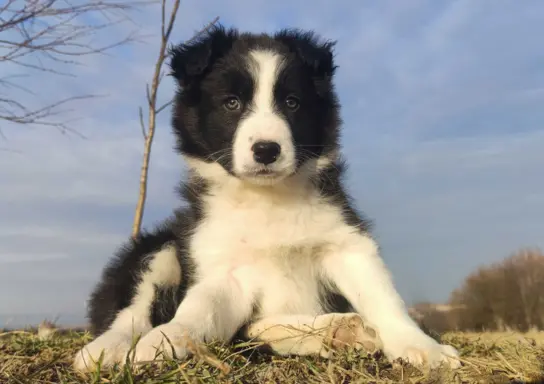 Piękna Suczka Border Collie - Szczeniak z hodowli z pełną do 1