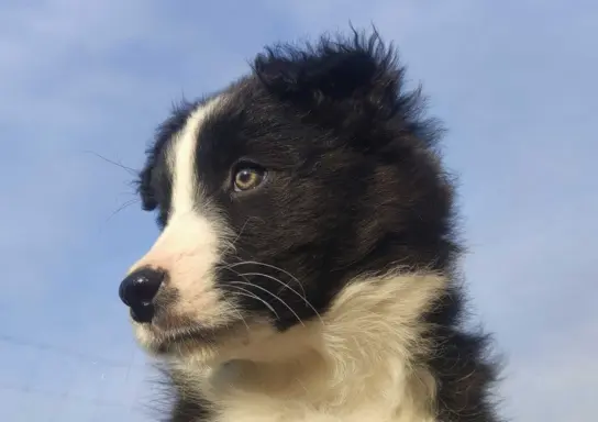 Piękna Suczka Border Collie - Szczeniak z hodowli z pełną do 4