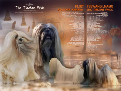 Lhasa Apso ZKwP FCI pies 4