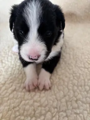 Border Collie śliczny samiec czarno-biały/Przebadani rodzice 1