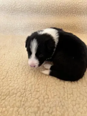 Border Collie śliczny samiec czarno-biały/Przebadani rodzice 2