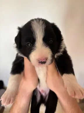 Border Collie śliczny samiec czarno-biały/Przebadani rodzice 3