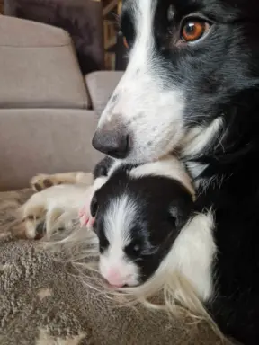 Border Collie śliczny samiec czarno-biały/Przebadani rodzice 7