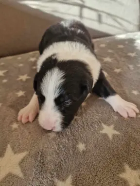 Border Collie śliczny samiec czarno-biały/Przebadani rodzice 8