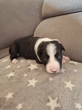 Border Collie śliczny samiec czarno-biały/Przebadani rodzice 10