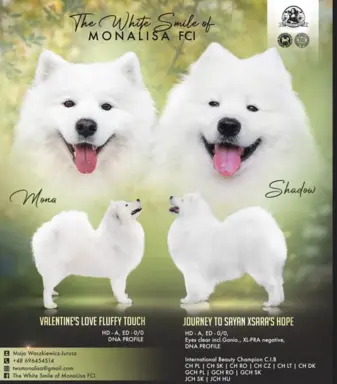 Samoyed szczeniaki ZKwP/FCI po Championie 2