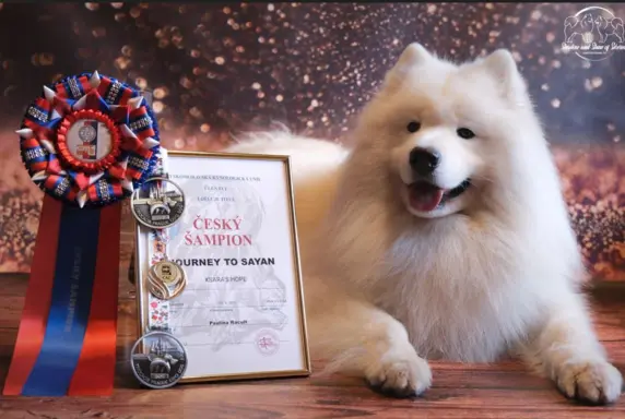 Samoyed szczeniaki ZKwP/FCI po Championie 3