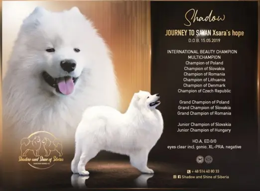 Samoyed szczeniaki ZKwP/FCI po Championie 4