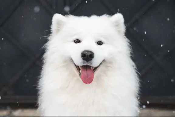 Samoyed szczeniaki ZKwP/FCI po Championie 5