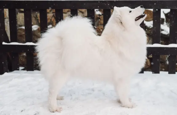 Samoyed szczeniaki ZKwP/FCI po Championie 6