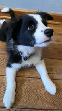 Szczeniak Border Collie 1