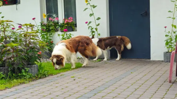 Reproduktor czekoladowy border collie 3