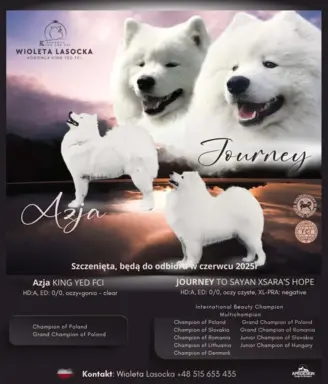 Samoyed FCI ZKwP 1