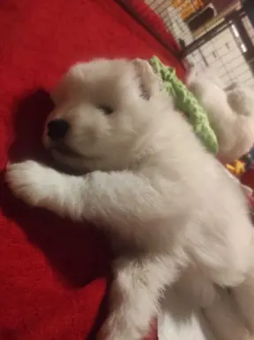 Samoyed FCI ZKwP 5