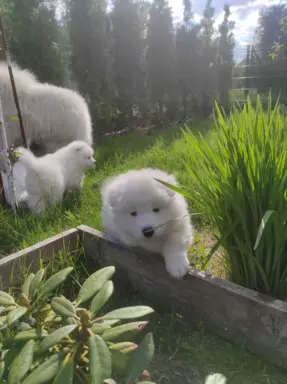 Samoyed FCI ZKwP 8