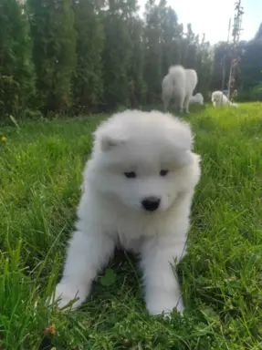 Samoyed FCI ZKwP 9