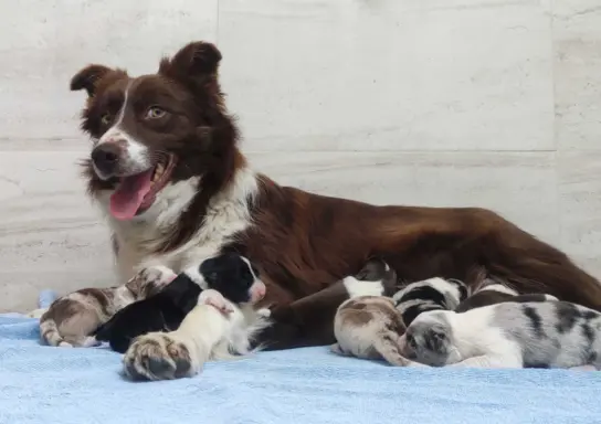 Rasowy sczeniak Border Collie maści merle z hodowli z pełną 6