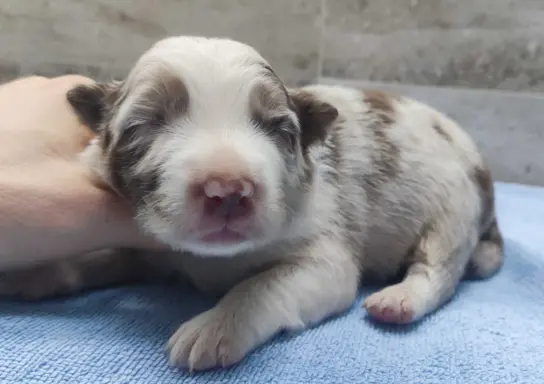 Rasowy sczeniak Border Collie maści merle z hodowli z pełną 1