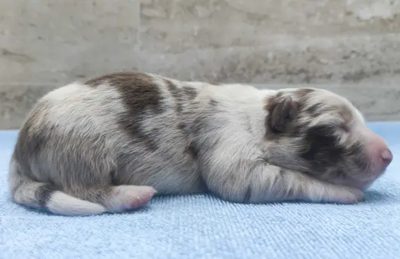 Rasowy sczeniak Border Collie maści merle z hodowli z pełną 2